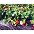 IQF Einfrieren Organische Erdbeere HS-16090902